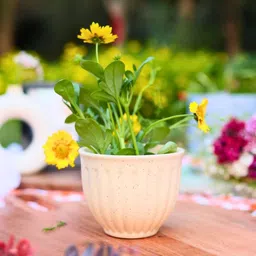 WEAVING HOMES Cream-Colored Textured Ceramic Round Shaped Planter-8