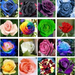 ROSE , GULAAB Seed-image-64