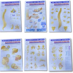 Physiotherapy Clinic Chart Set Wall pasted 6 different wall pasted Medical Reacher & Grabber-image-31
