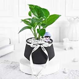 Money Plant N Miniature Charm-image-5