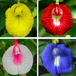 Aparajita Flower Seeds, Rainbow Mix (20 Per Packet) Seed-image-17