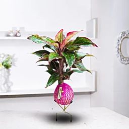 Kokedama Lipstick Plant-image-96
