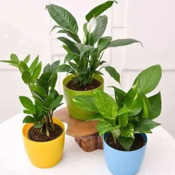 nurserylive Zz , Money , Peace Lily Natural Plant-picture-28
