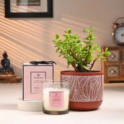 Jade Plant With Scented Candle-image-96