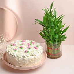 Elegant White Forest Cake N Lucky Bamboo Combo-16