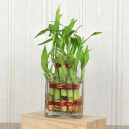 2 Layer Bamboo image 2