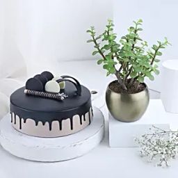 Good Vibes Plant N Cake Combo-image-87