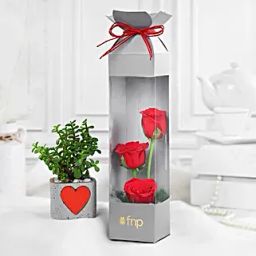Love Infused Roses N Jade Plant Combo-image-34