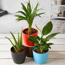 nurserylive Aloe Vera, Areca Palm, Peace Lily Natural Plant-picture-44