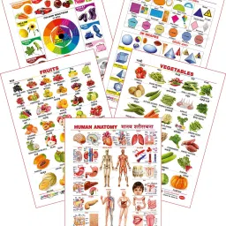 Educational Large Wall Charts (Set of 5) : ( Colours, Shapes, Human Anatomy, Fruits & Vegetables ) (English & Marathi Language)-18