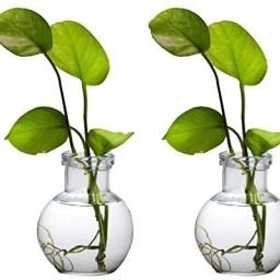 Round Glass Vase | For Money Plant, Lucky Bamboo Plant | Elegant Ball Shaped Vase | Flower Pot | Set of 2 vases 12X10 Cm Clear Glass Vase-image-5