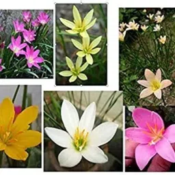 Rain Lily Flower Bulbs for Home Gardening Seed-image-6