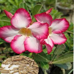Adenium RED Seeds (Pack of 10+ seeds) Seed-image-75