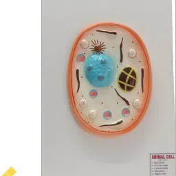 Animal Cell Multi Color 3D Wooden Teaching Hands-On Tools for Students and Teachers-12