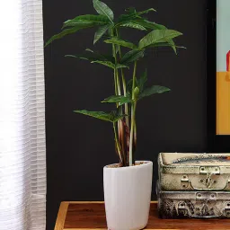 Green Polyester Premium Range Pachira in Ceramic Pot by Fourwalls-picture-8