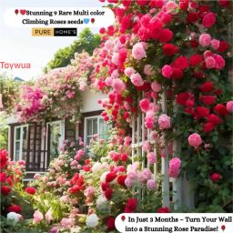 Elegant Climbing Rose Flower Seeds For Garden’s Queen Seed-image-92