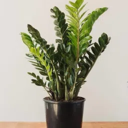 ZZ Plant-picture-16