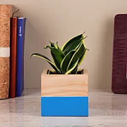 Sansevieria Plant In Two Toned Mango Wood Pot-20
