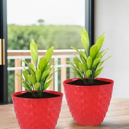 Kuber Industries Red 6 Pieces Diamond Textured Durable Plastic Planters-19