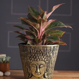 Aapno Rajasthan Brown Buddha Wooden Pot Planter-53
