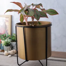 Aapno Rajasthan Gold & Black Solid Metal Planter With Stand-45
