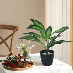 Home Bloom Green & Black Artificial Diffenbachia Plant With Pot-image-37