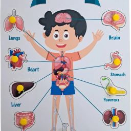 Organs Of The Body-image-32