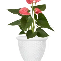 GARDEN'S NEED White Textured Planters-32