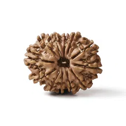 Gemsmantra Brown Wooden 12 Mukhi Rudraksha Nepali With Pendant-image-13