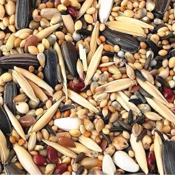 Premium Special Bird Food for 11-15 Types of Seed Mix for Budgies Nuts 1 kg Dry New Born, Adult, Young, Senior Bird Food-image-73