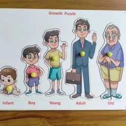Human Growth Stages Educational Puzzle Chart, Learning Board-image-23