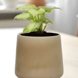 LASAKI Clara Brown Ceramic Planters-image-59