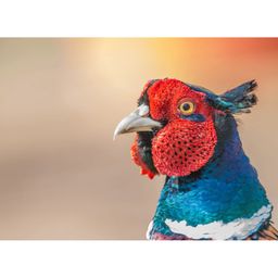 Inephos White & Red Birds and Animals Printed Canvas Wall Art-44