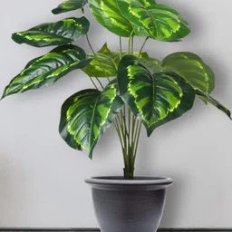 Go Hooked Pack of 1 Artificial Philodendron Plant with complimentary Nursery Pot image 3