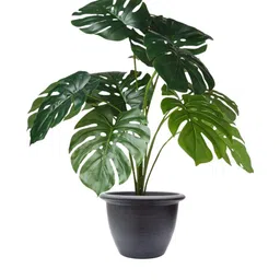 Artificial Monstera Plant with complimentary Nursery Pot (12 Patterned Leaves)-46