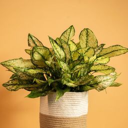prettykrafts Brown & Ivory Jute Woven Planter-46