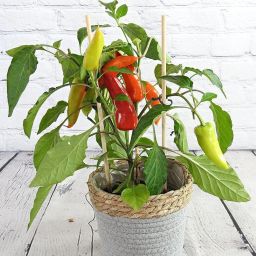 ™ f1 hybrid green chilli seeds,highest yield Suitable for indoor Seed-image-88