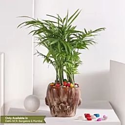 Chamaedorea Haven in Wooden Pot-image-16