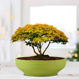 LASAKI Lime Green Ceramic Planter With Holder-image-37