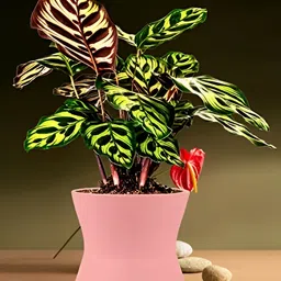 LASAKI Pink Ceramic Planter With Holder-image-35
