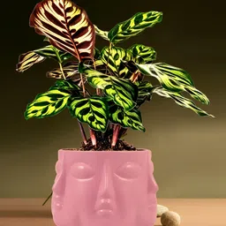 LASAKI Vivan Pink Textured Ceramic Planter-picture-7