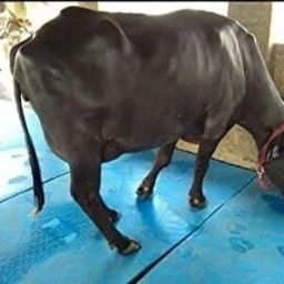 Cow Mat Waterproof Rubber mat 5×8 feet BPA Free for Horse,Cow, Buffalo Cow, Dog, Hamster, Guinea Pig, Miniature Pig Pet Mat-104