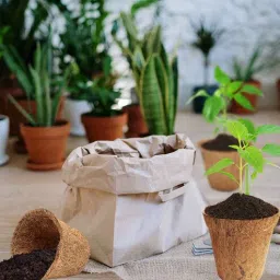 ecofynd Pack Of 10 Brown Coconut Husk Biodegradable Plant Care-picture-39