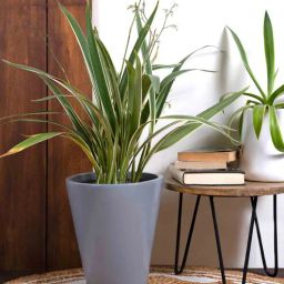 harla arts Love Bite (Medium) Grey Porcelain Floor Planters-picture-17