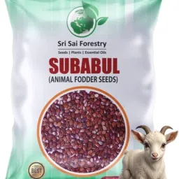 SRI SAI FORESTRY Subabul Seeds, High Yield Fodder for Cattle, Subabul Tree Seed-image-6