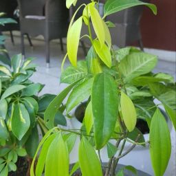 Bay Leaf Plant-image-41