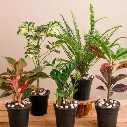 nurserylive Croton, Aglaonema, Schefflera, Fern, Zz Natural Plant-picture-35