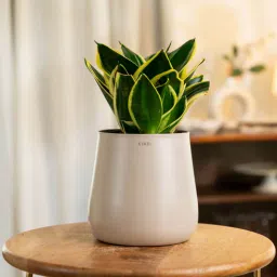 kyari Sansevieria Golden Hahni With Aura Pot- Cream-picture-12