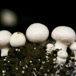 Button mushroom seed,organic,Healthy,Vegetable seed,Pack of 1 Seed-image-78