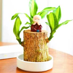 Brazilian Lucky Wood Desk 2024 New Brazilian Wood,Indoor Office Desktop Plant Seed-image-44